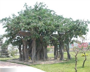 簡(jiǎn)述成都仿真假樹之仿真榕樹中的上色工藝