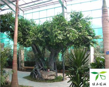 佳石園林為您介紹成都仿真假樹(shù)的制作工藝